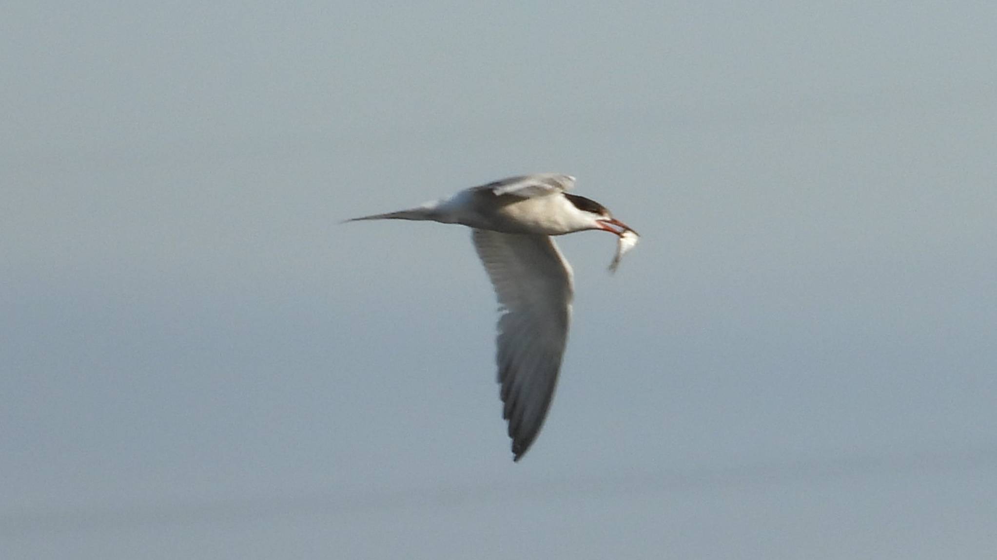 Речная Крачка, наблюдение в Великом Новгороде, 3 августа 2025 смотреть онлайн