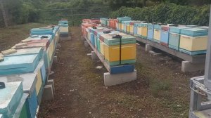 Продаются пчёлы