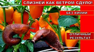 Как избавиться от слизняков и улиток без химии, народными органическими средствами