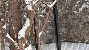 в Зоопарке