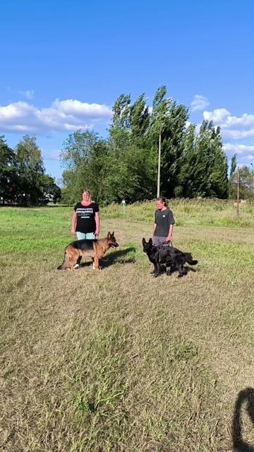 Выстрел. Кёрунг САМАРА 27 июл`25 (И.Горюгина) 2 собаки