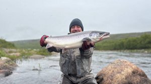 Атлантический Лосось - Семга. Вываживание  Нахлыстом. Кольский полуостров.