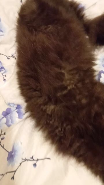 Кошкин сон смотреть онлайн