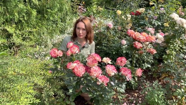 Уход за розами в августе смотреть онлайн