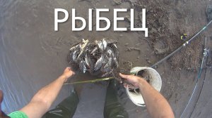 Рыбалка на рыбца! Ловлю в проводку!