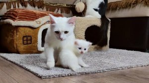 Мама-кошка и её белый котёнок. Котёнку уже месяц.