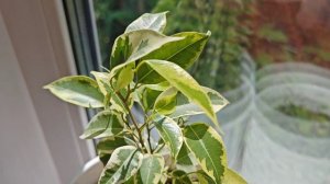 МОЙ ЦВЕТОЧНЫЙ МИР 🌸 НОВОСТИ☀️