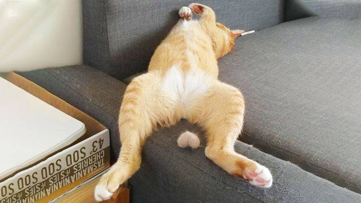 СМЕШНЫЕ КОТЫ 2025 ЛУЧШИЕ ПРИКОЛЫ С КОТАМИ, КОШКИ, ЖИВОТНЫЕ смотреть онлайн