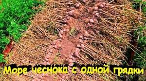 "Урожай чеснока посаженного цельными головками."#сад#огород#дача