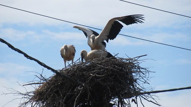 Молодой аист тренирует крылья смотреть онлайн