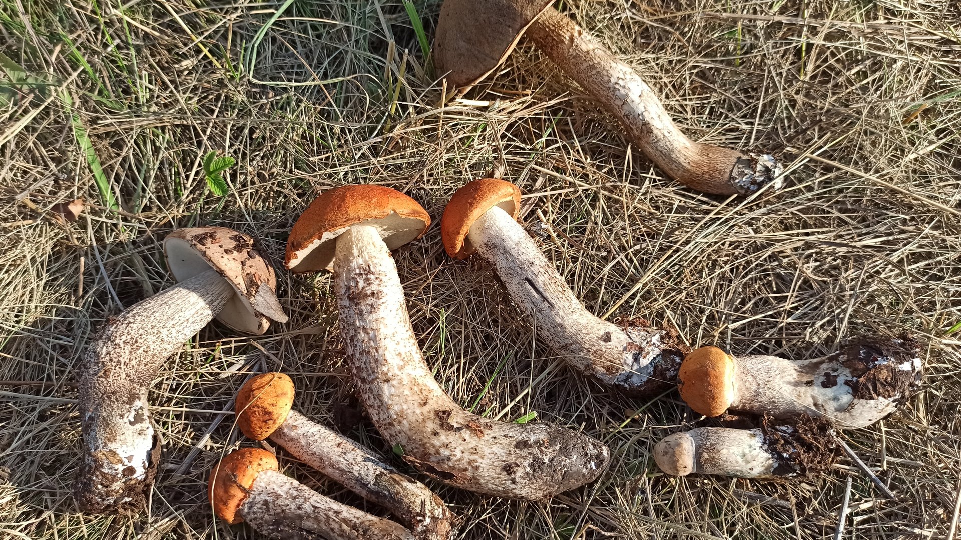 по грибы #2 сбор грибов, подосиновики,подберёзовики смотреть онлайн