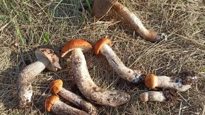 по грибы #2 сбор грибов, подосиновики,подберёзовики