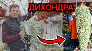 Дихондра ИЗ СЕМЯН за ПОЛГОДА Мой рекордный рост + ВСЕ секреты!