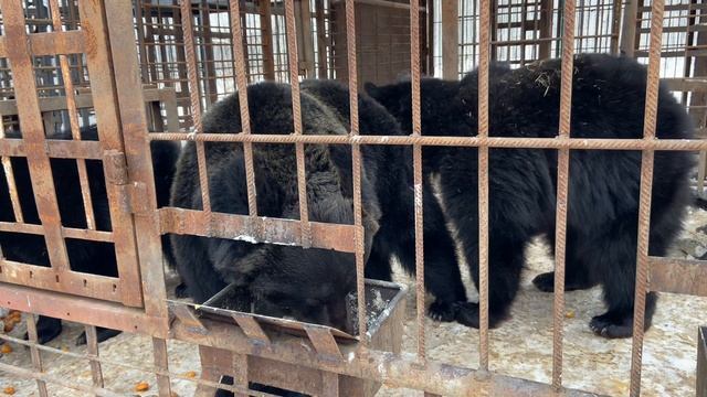 Трудовые будни в Мишкиной берлоге. Ответы на вопросы!