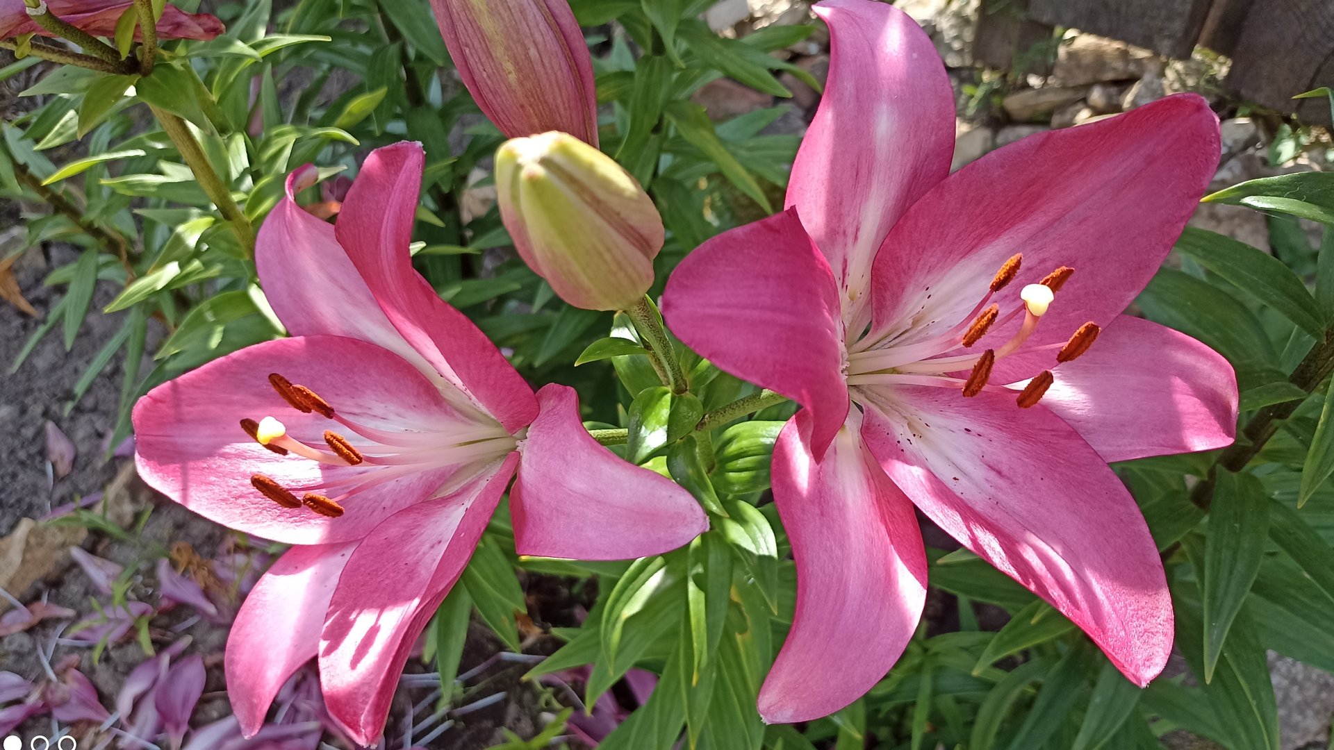 Ты моя лилия.