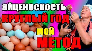 Яйценоскость КРУГЛЫЙ ГОД, мой МЕТОД,
