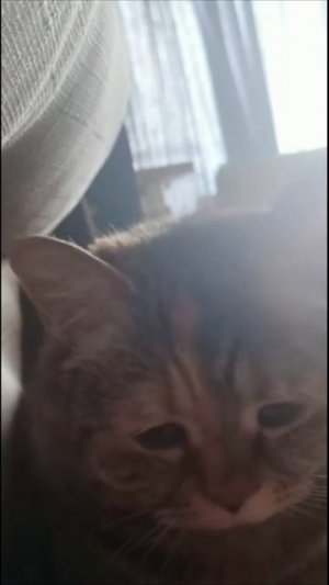 Смешные коты #70-3