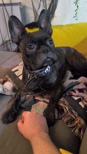 Рукоглодие