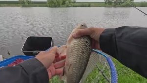 Рыбалка_на_карася_и_заруба_по_фидерной_ловле