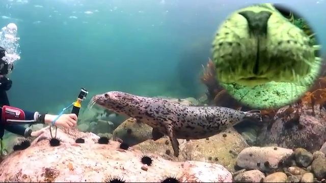 Встреча под водой