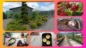 Не доброе утро....Питомник.Запеканка в аэрогриле.