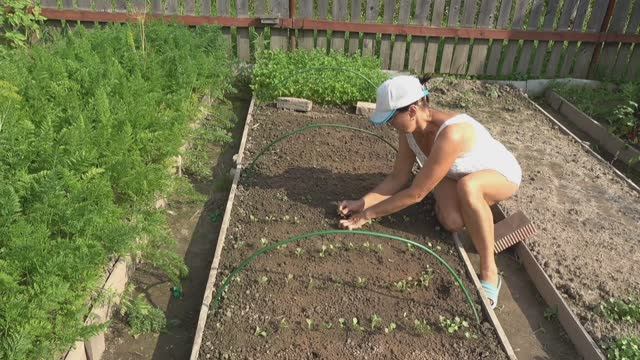 6 соток 31 июля 2025 года. Хроника.