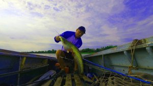 Лучшая насадка на сома Рыбалка в Астрахани