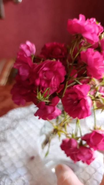 А вы видели такие розы? смотреть онлайн