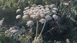 В России начали применять новый способ борьбы с борщевиком / События на ТВЦ