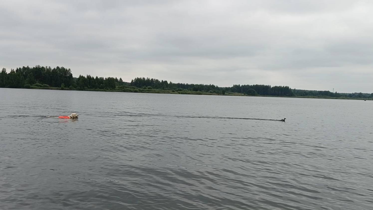 Утка на глиссе