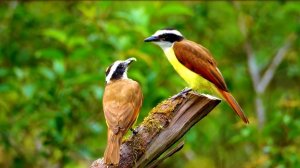 Музыка для снятия Стресса и Усталости (Relax video)_Full HD