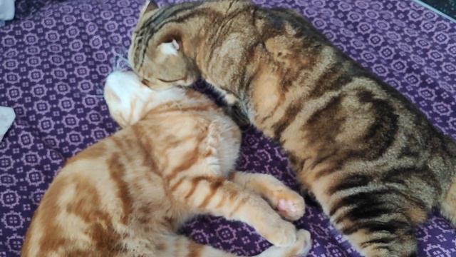 Хозяйка пришла- места не нашла🤷♀️🐱🐱😀 смотреть онлайн