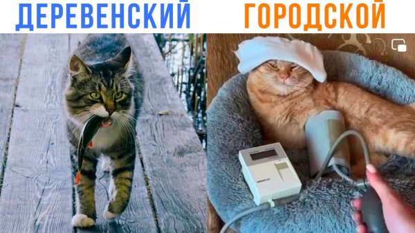 КОТ Деревенский VS Городской ))) Приколы с котами | Мемозг 1644