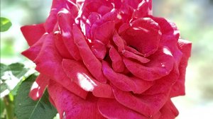 Песни  о любви. "Флоренция"