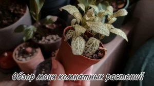 Обзор комнатных растений 2.08.25 Алоказия-полное разочарование