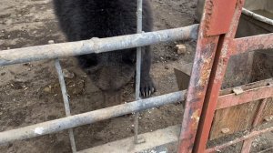 Свету быть! Медведи едят запрещенку...