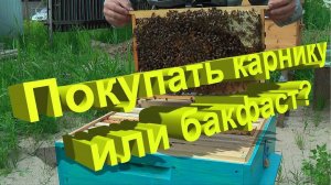 Стоит ли покупать Карнику и Бакфаст? Важные советы от профессора Кашковского