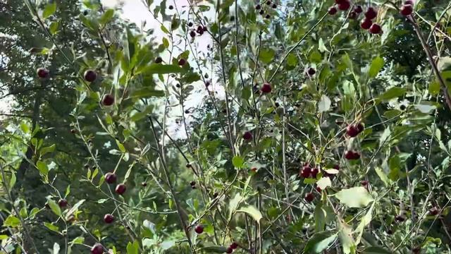 Плодоношение кустовидной вишни смотреть онлайн