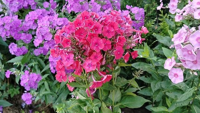 Новый флокс 'Иван-Заря' селекции Гаганова П. Г. для нашего сада 2025. смотреть онлайн