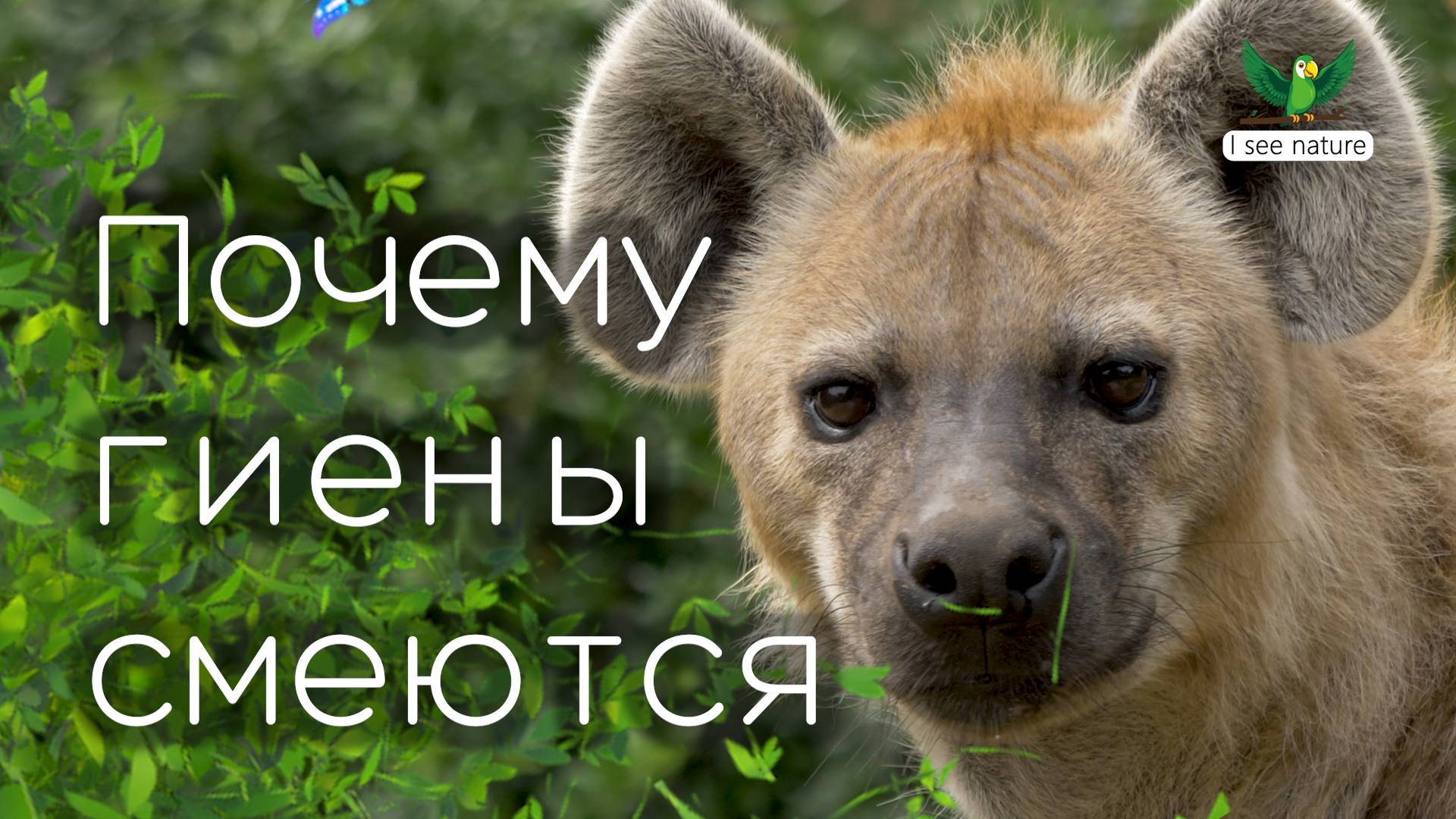 Почему гиены смеются? смотреть онлайн