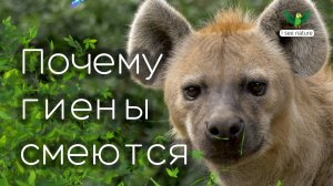 Почему гиены смеются?