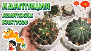 Адаптация Китайских кактусов без корней. Растения из Азии: тайские кактусы и секреты ухода.