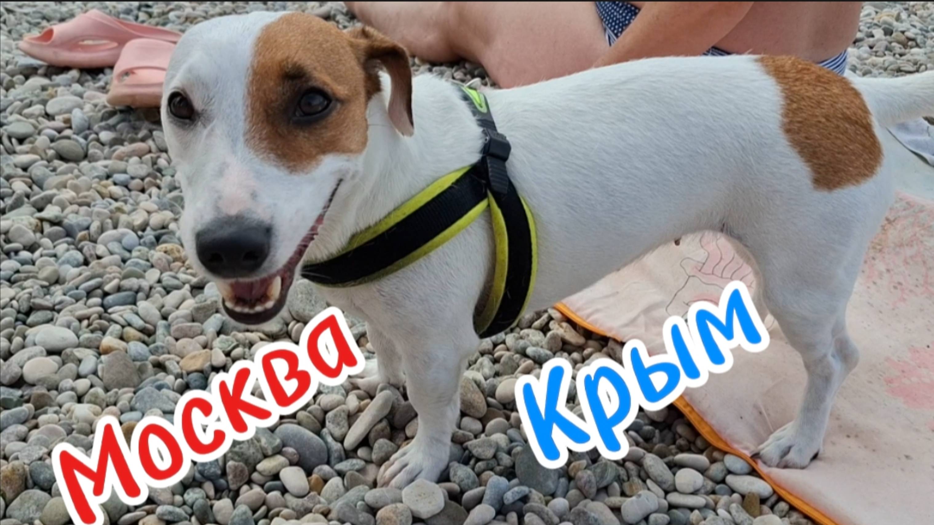 Коктебель, Крым: Встреча с джек-расселом Молли на пляже! Автопутешествие из Москвы. смотреть онлайн