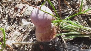 Нашли в лесу фиолетовые грибы