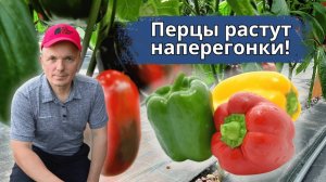 Перцы зреют быстрее, чем вы успеете заметить! Простой приём!!!