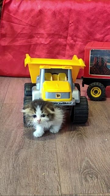 Котенок вылез из-под детского самосвала. смотреть онлайн