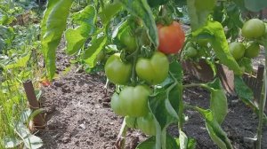 ОБЗОР УРОЖАЯ ТОМАТОВ В ТЕПЛИЦЕ И В ОТКРЫТОМ ГРУНТЕ.