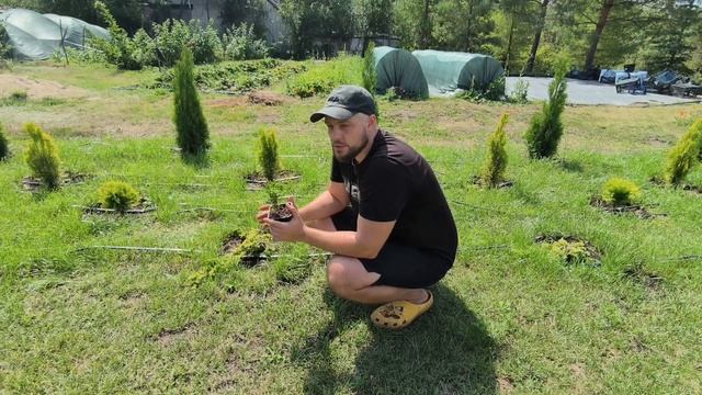 Как правильно посадить хвойные саженцы в контейнерах P9🌲Туя, можжевельники, уход и советы смотреть онлайн