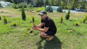 Как правильно посадить хвойные саженцы в контейнерах P9🌲Туя, можжевельники, уход и советы