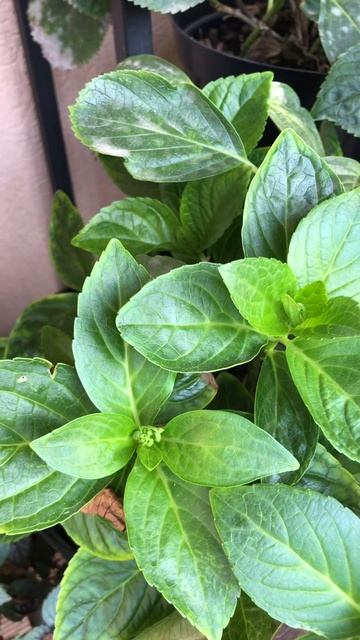 Результат летней обрезки крупнолистной гортензии смотреть онлайн